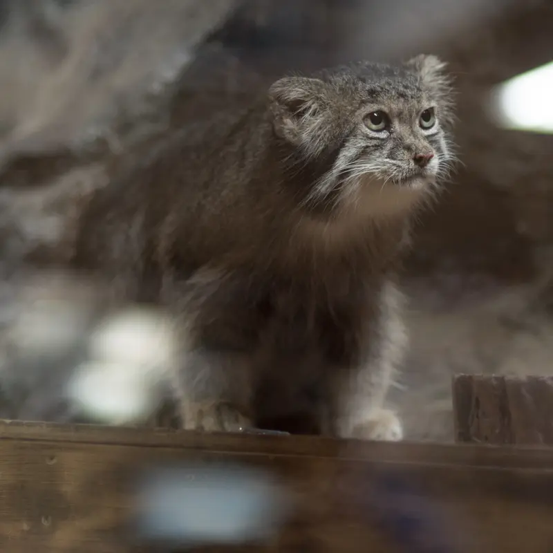 A photograph of Klyon in Ueno Zoological Gardens