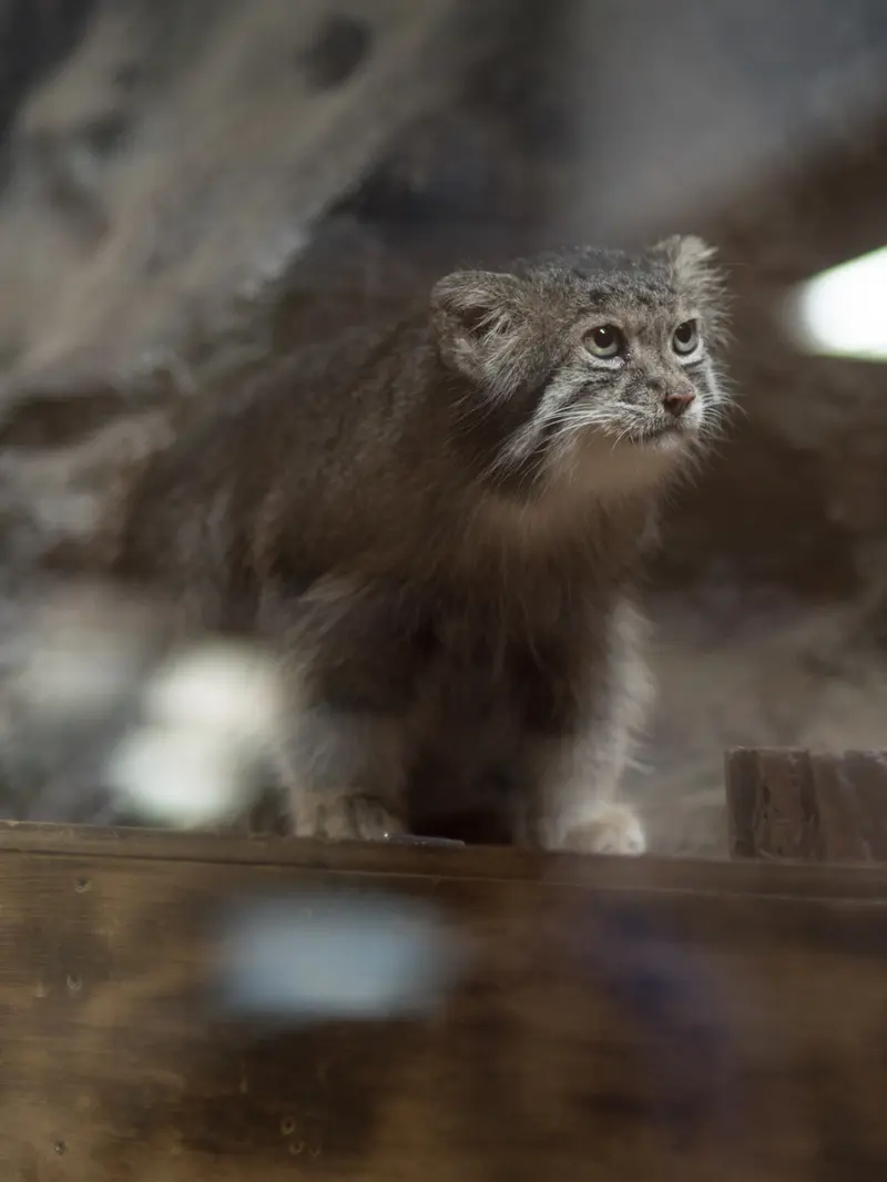 A photograph of Klyon in Ueno Zoological Gardens