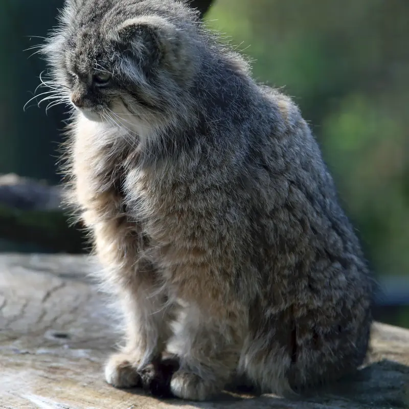 A photograph of Pazzo in Łódź Zoo