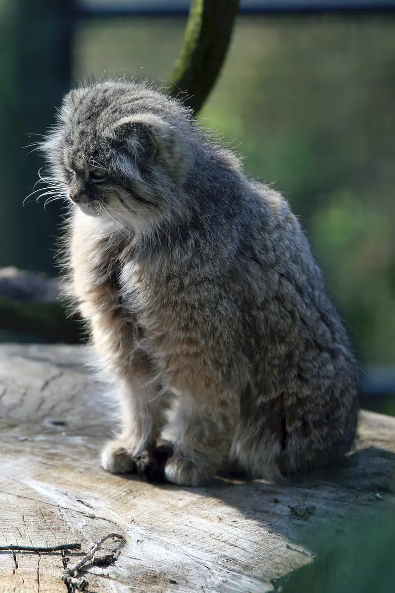 A photograph of Pazzo in Łódź Zoo