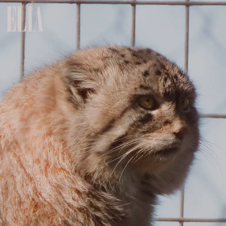 A photograph of Olaf in Calgary Zoo / Wilder Institute