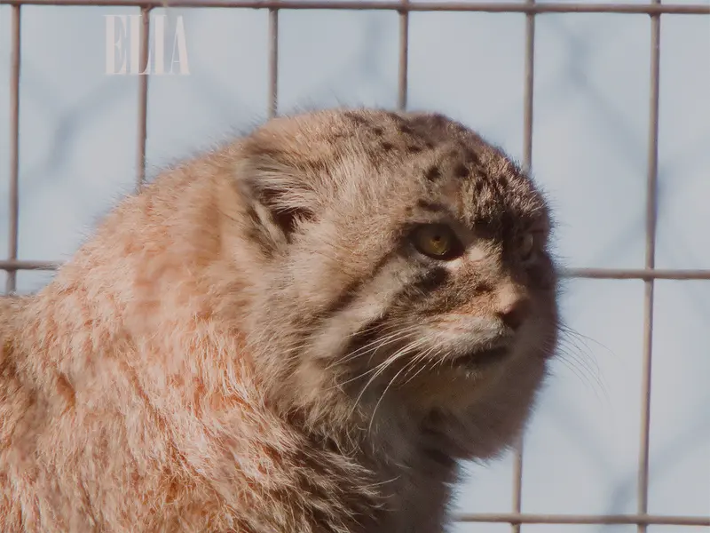 A photograph of Olaf in Calgary Zoo / Wilder Institute