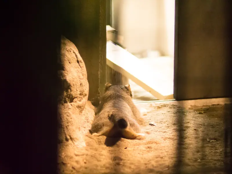 A photograph of Figa in Nogeyama Zoo