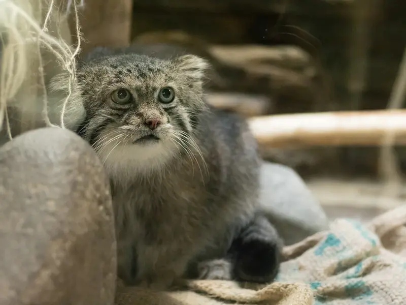 A photograph of Klyon in Ueno Zoological Gardens