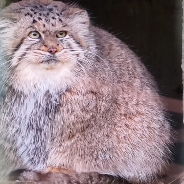 A photograph of Maneki-Neko in Tierpark Berlin