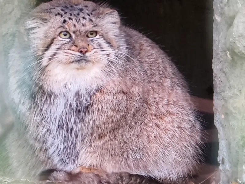 A photograph of Maneki-Neko in Tierpark Berlin