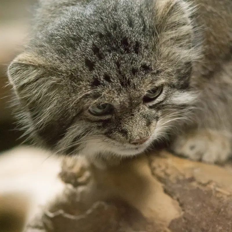 A photograph of Klyon in Ueno Zoological Gardens