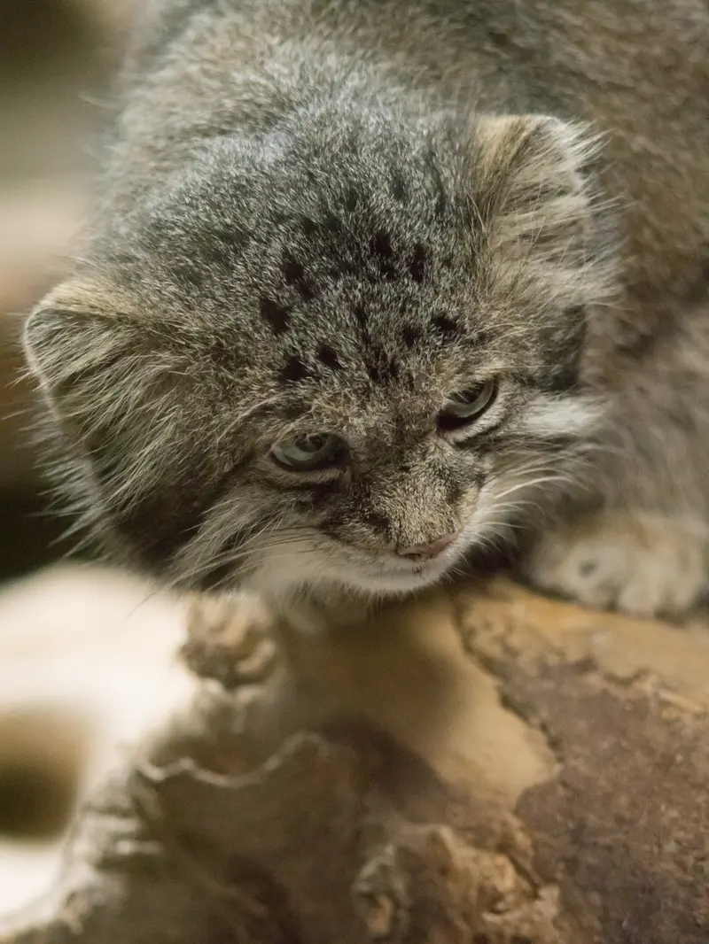 A photograph of Klyon in Ueno Zoological Gardens