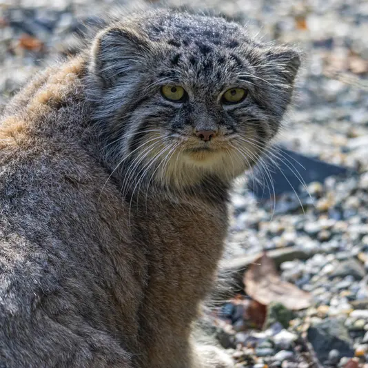 A photograph of Moira in Ostrava Zoo