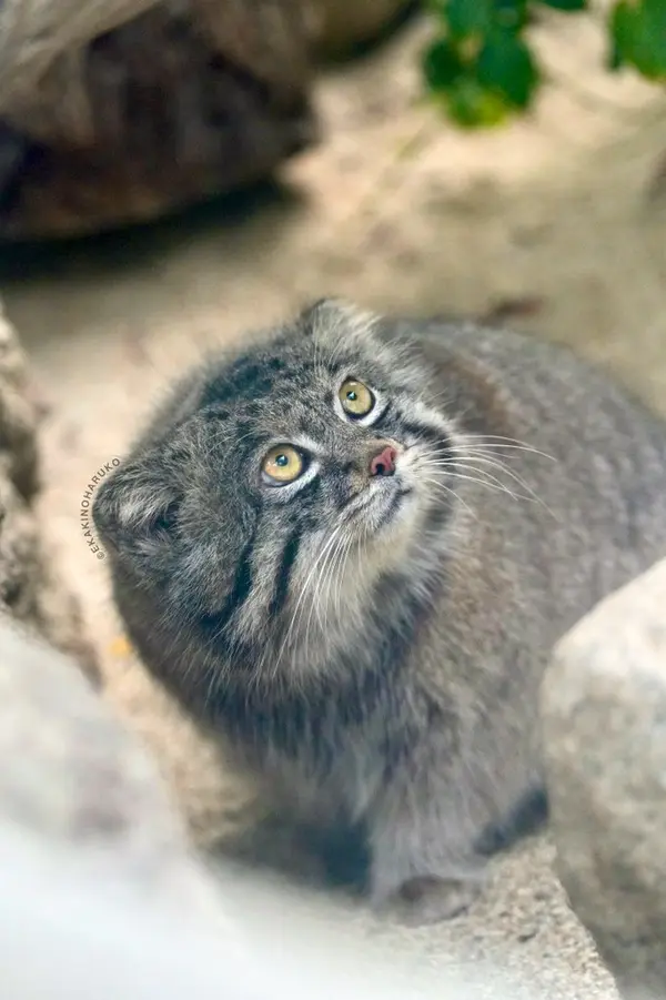 A photograph of Nar in Kobe Animal Kingdom