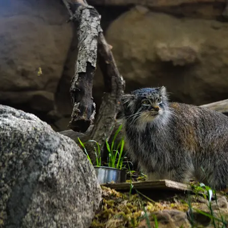 A photograph of Olive in Pueblo Zoo