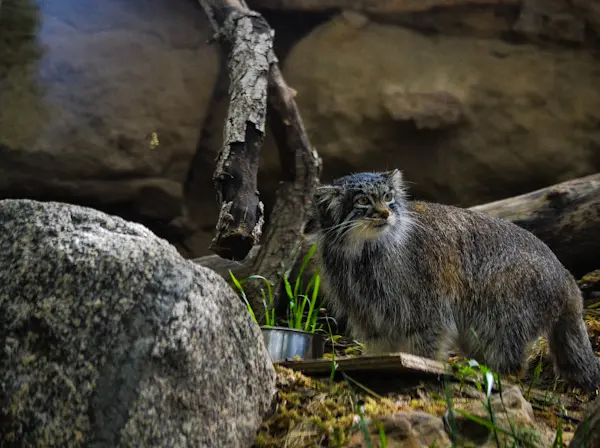 A photograph of Olive in Pueblo Zoo
