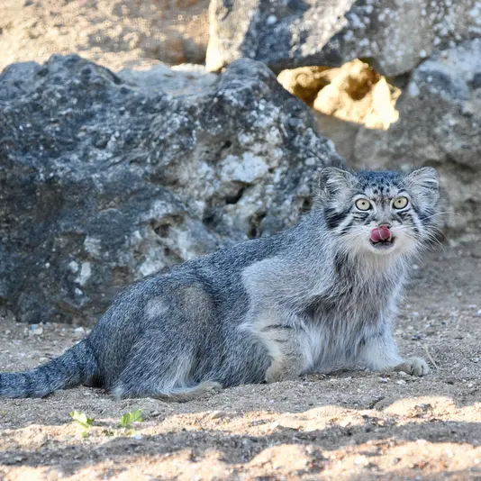 A photograph of Namuu in Port Lympne Wild Animal Park