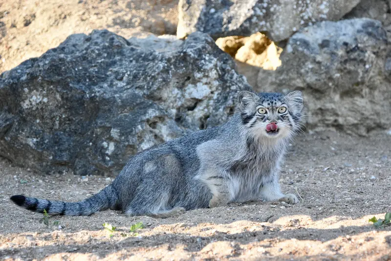 A photograph of Namuu in Port Lympne Wild Animal Park