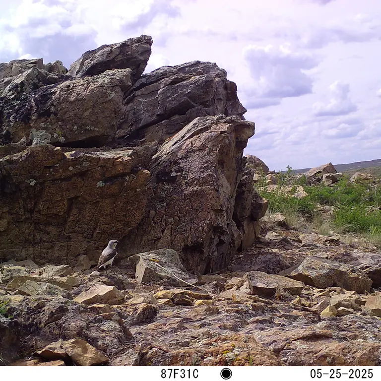 A photograph of a Pallas's cat from Karashoky [new] camera trap