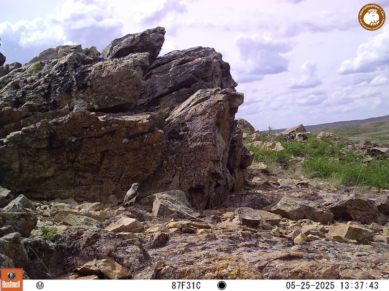A photograph of a Pallas's cat from Karashoky [new] camera trap