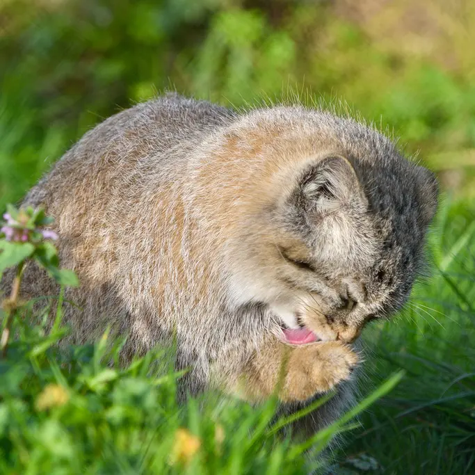 A photograph of Kharaa in Port Lympne Wild Animal Park