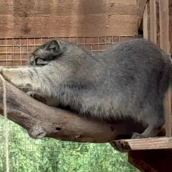 A photograph of a Pallas's cat in Tallinn Zoo