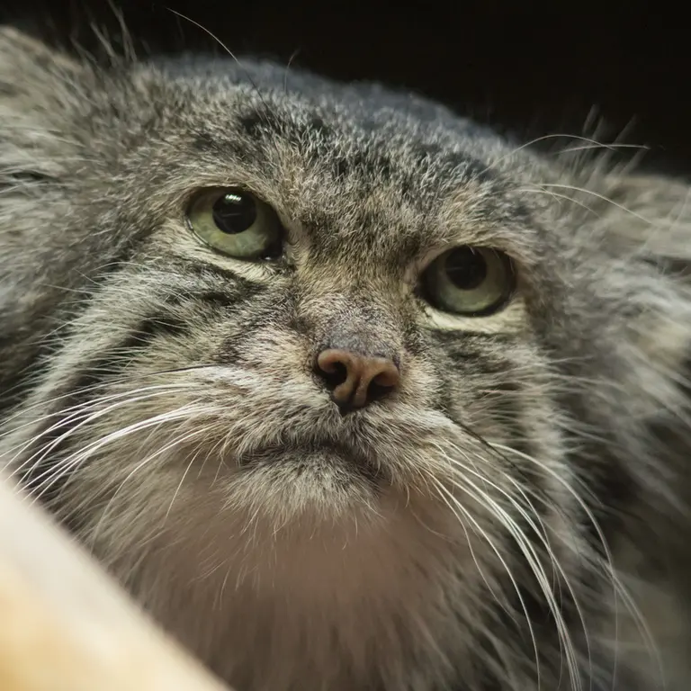 A photograph of Klyon in Ueno Zoological Gardens