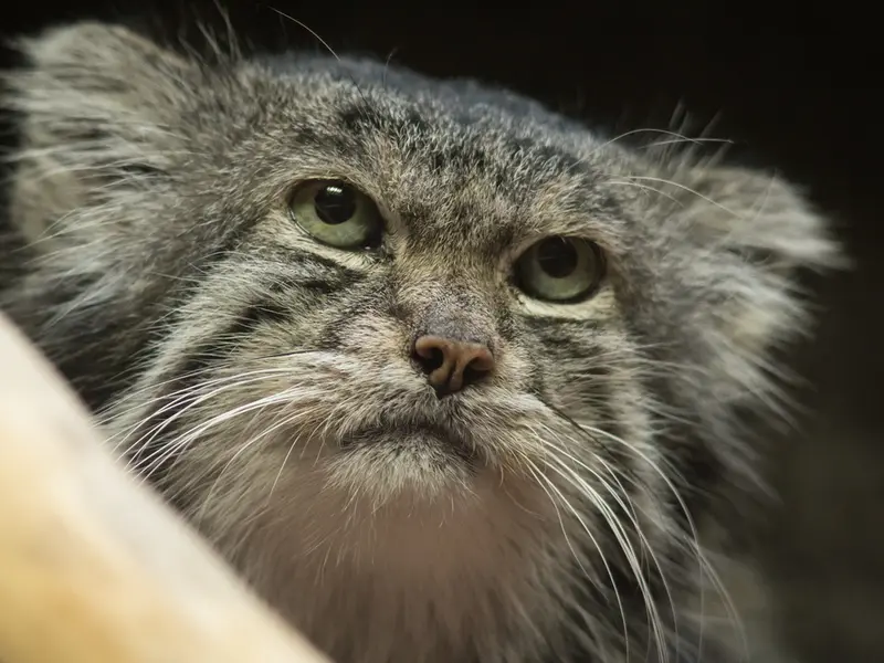 A photograph of Klyon in Ueno Zoological Gardens