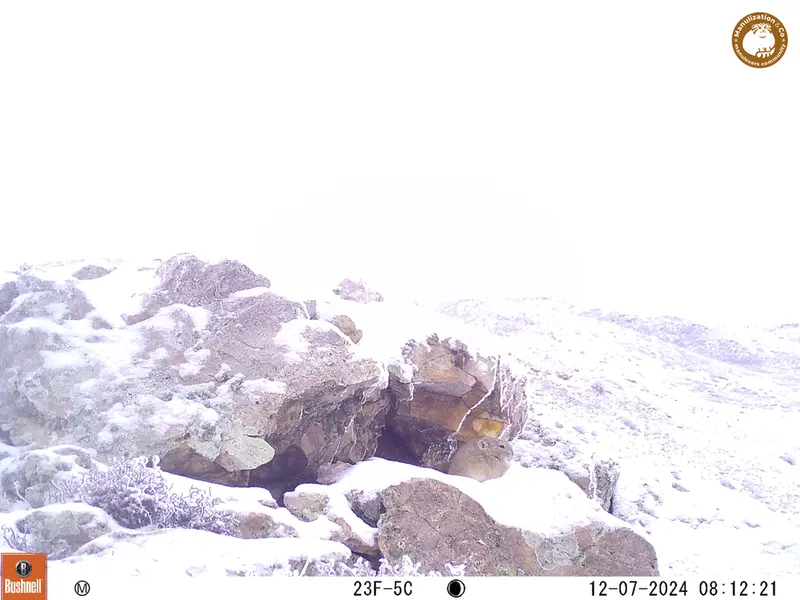 A photograph of Pika from Besshoky 1 camera trap