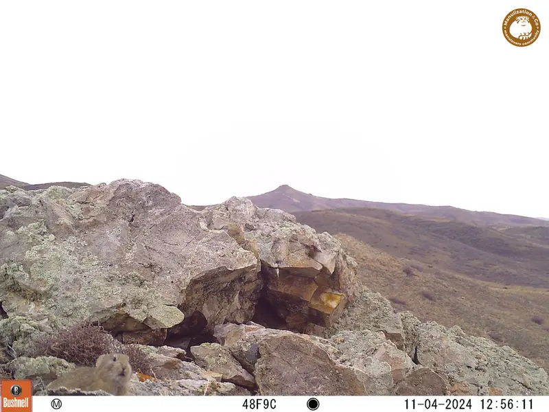 A photograph of Pika from Besshoky 1 camera trap