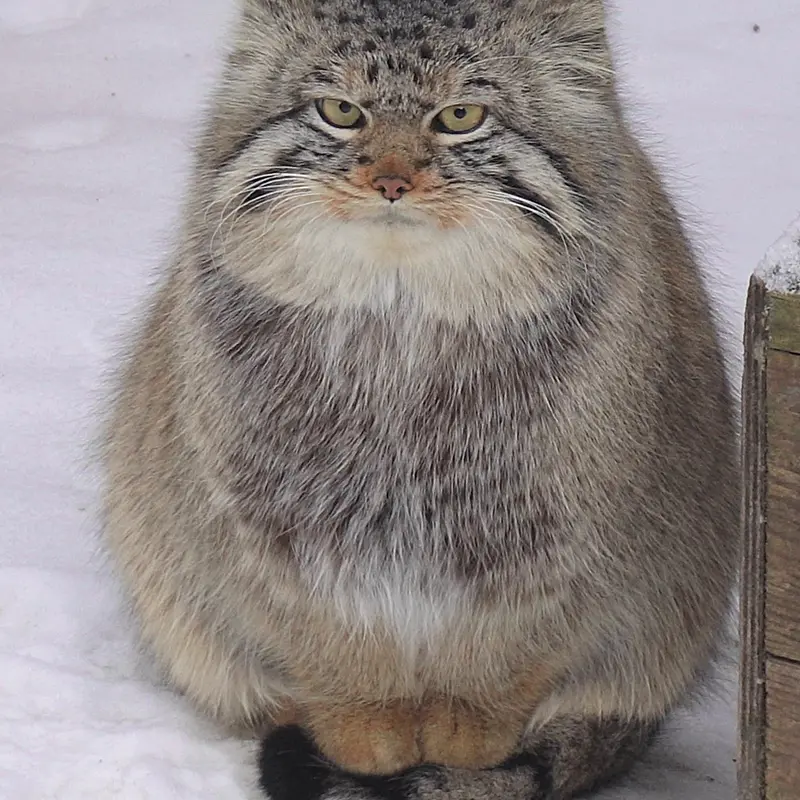A photograph of Son of Eve 2024 Ⅱ in Novosibirsk Zoo