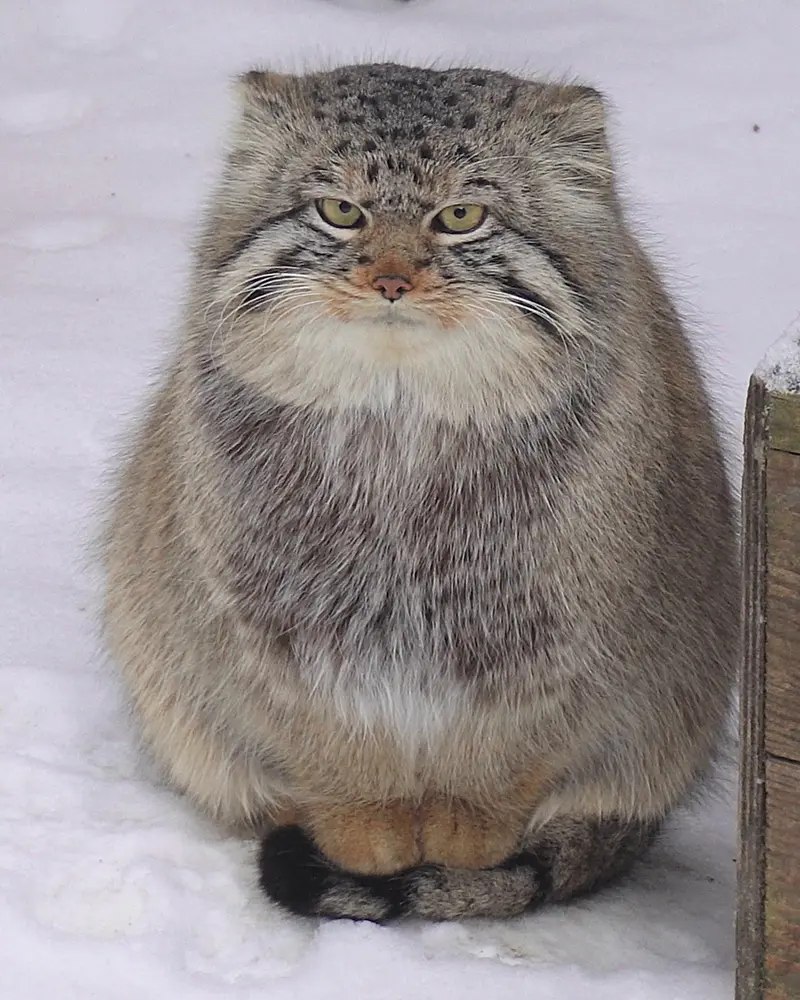 A photograph of Son of Eve 2024 Ⅱ in Novosibirsk Zoo