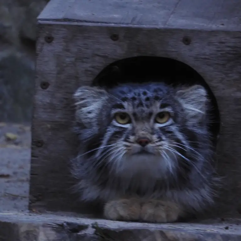 A photograph of Mensu in Novosibirsk Zoo