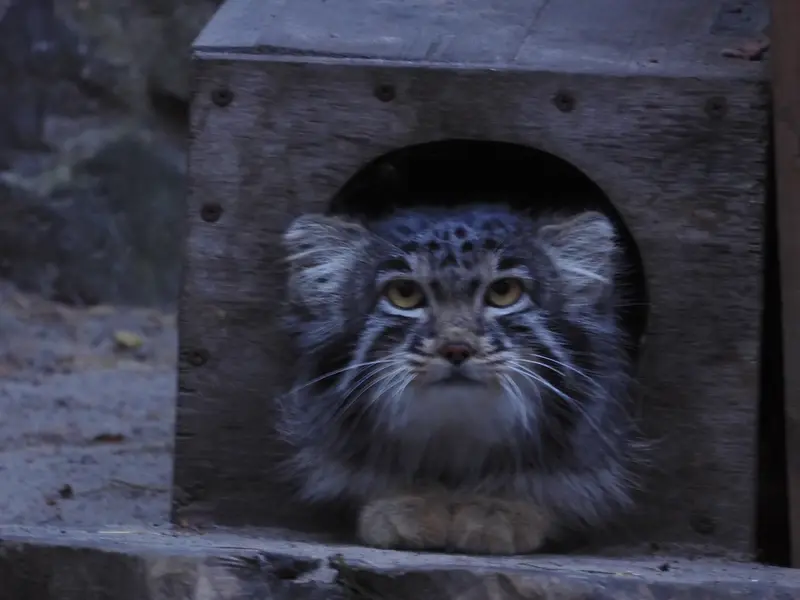 A photograph of Mensu in Novosibirsk Zoo