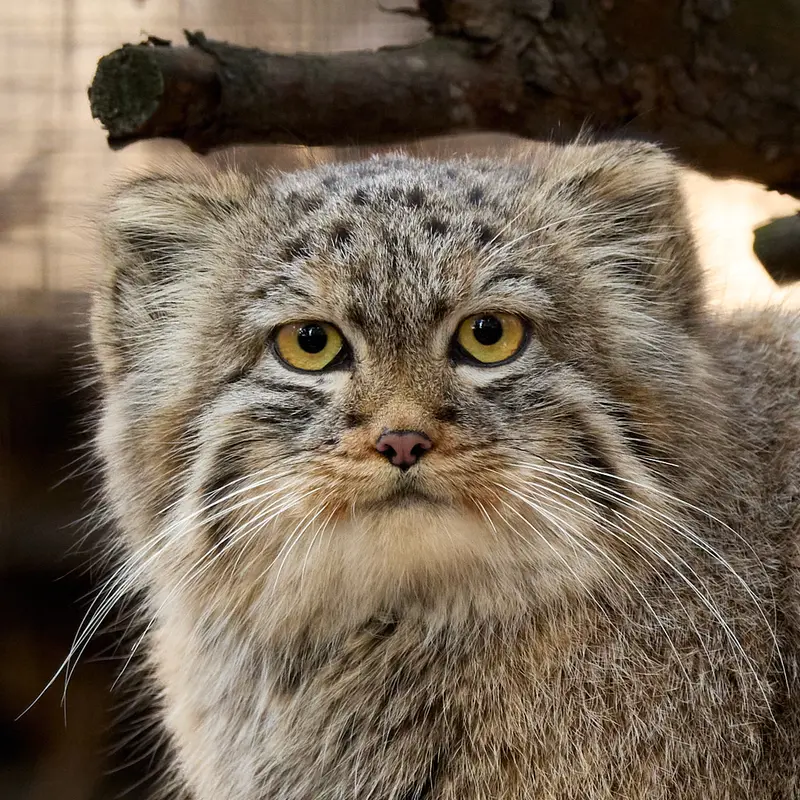 Daughter of Lolo 2024 Ⅴ the Pallas's cat from Amazonia Zoo