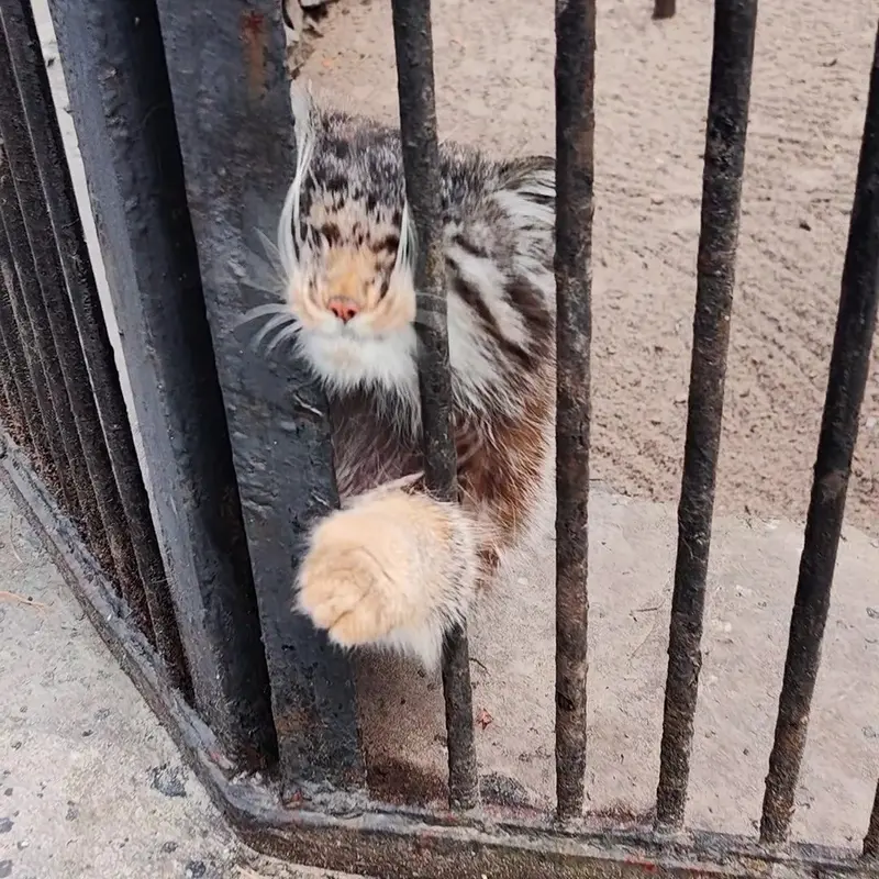 A photograph of a Pallas's cat in Novosibirsk Zoo