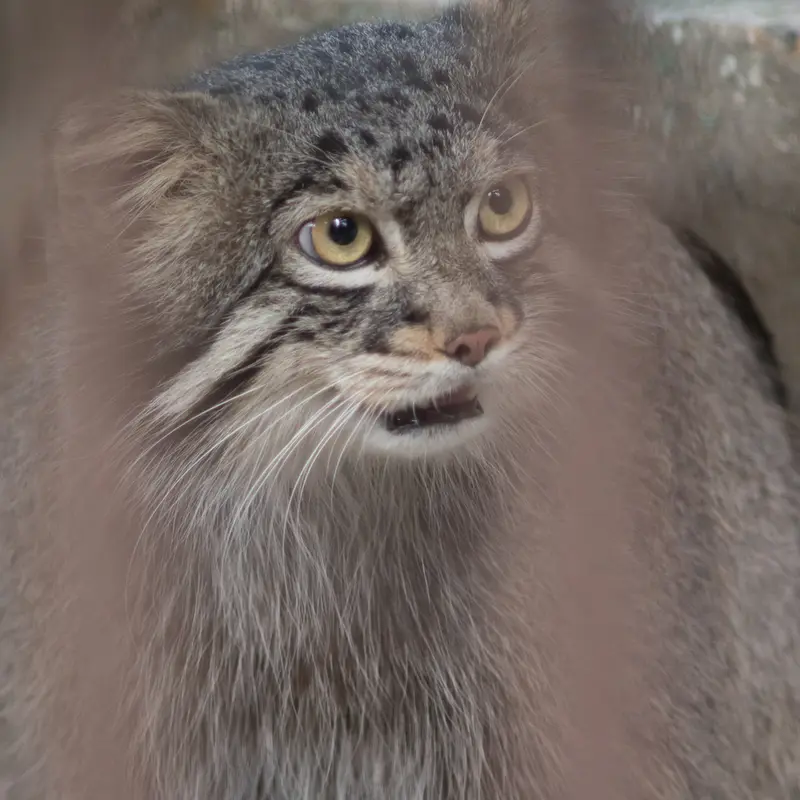 A photograph of Figa in Nogeyama Zoo