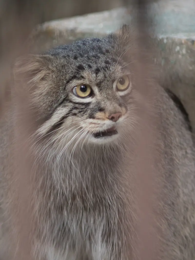 A photograph of Figa in Nogeyama Zoo