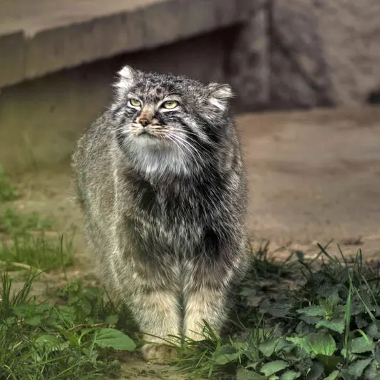 A photograph of Darlay in Moscow zoo