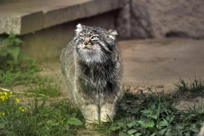 A photograph of Darlay in Moscow zoo