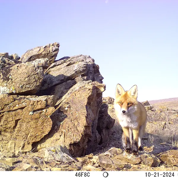 A photograph of Red fox from Karashoky camera trap