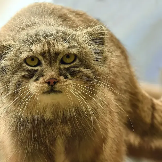 A photograph of Nathu in Lumigny Safari Reserve