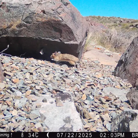 A photograph of Kazakh pika from Kiikbai camera trap