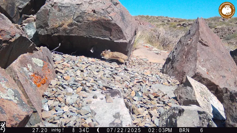 A photograph of Kazakh pika from Kiikbai camera trap