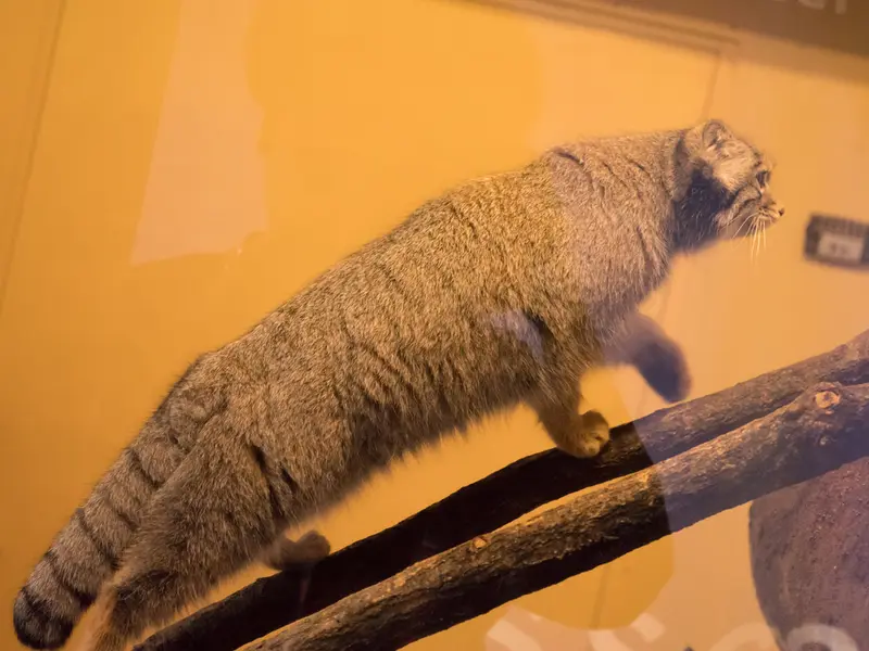 A photograph of Oto in Saitama Children's Zoo