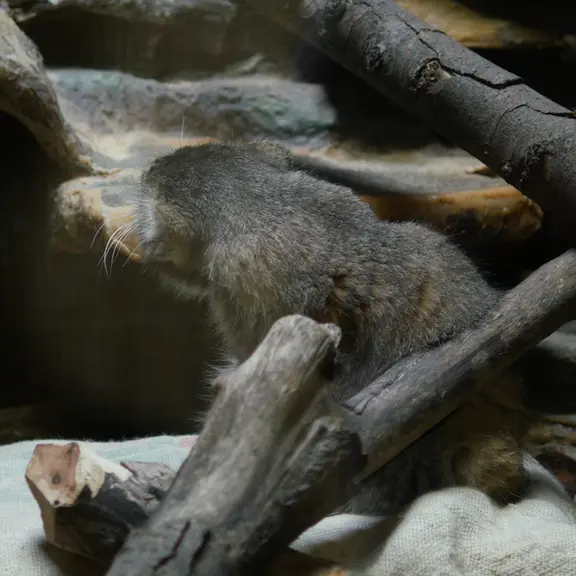 A photograph of a Pallas's cat in Ueno Zoological Gardens