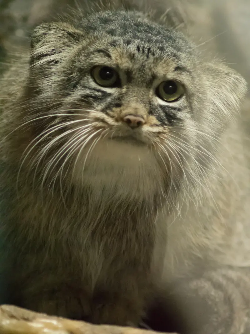 A photograph of Shafran in Ueno Zoological Gardens