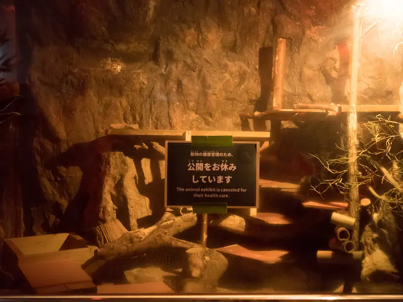 A photograph of a Pallas's cat in Ueno Zoological Gardens
