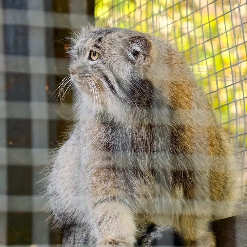 A photograph of Aysen in Košice Zoo