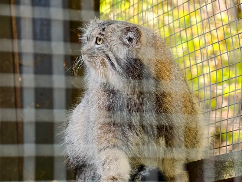 A photograph of Aysen in Košice Zoo