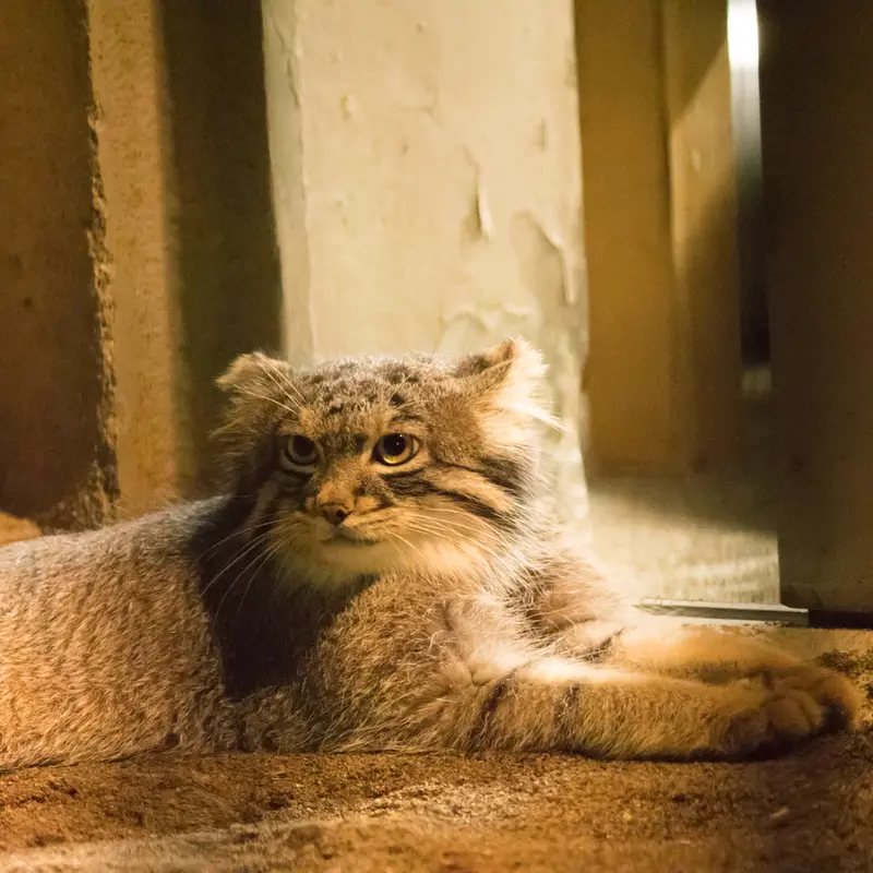 A photograph of Figa in Nogeyama Zoo