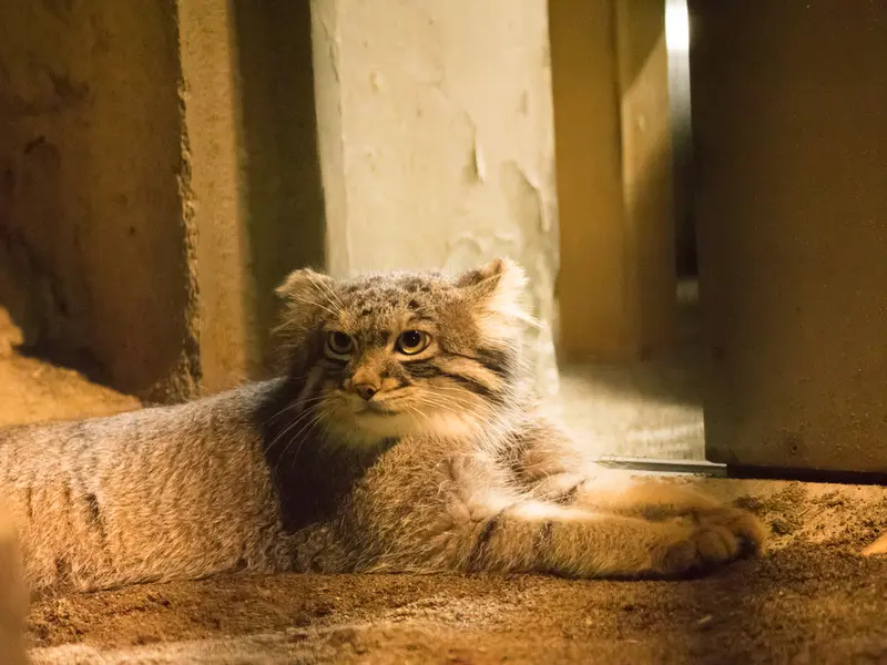 A photograph of Figa in Nogeyama Zoo