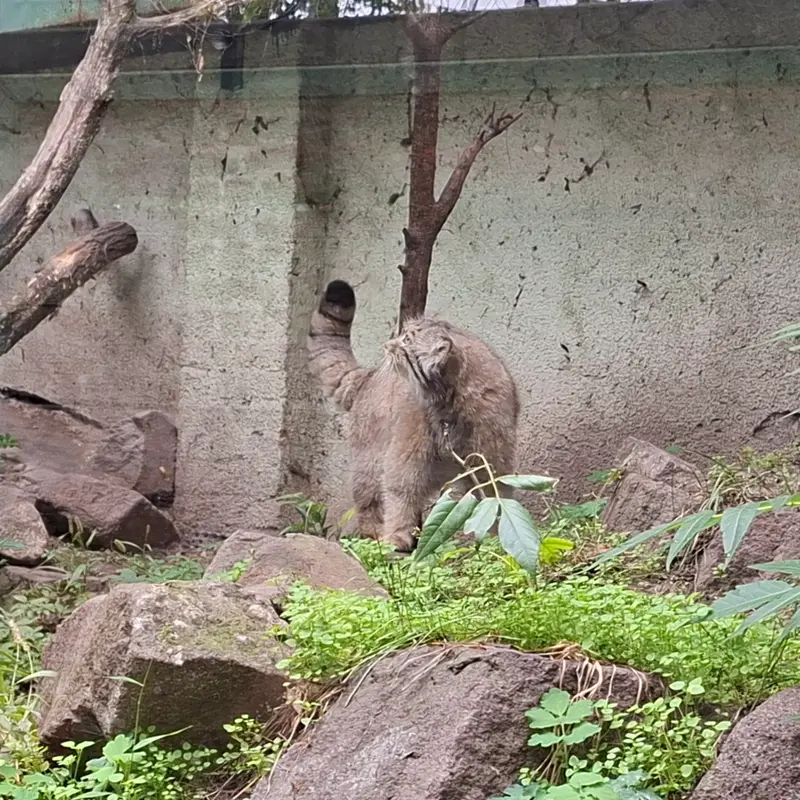 A photograph of Bohus in Budapest Zoo &amp; Botanical Garden