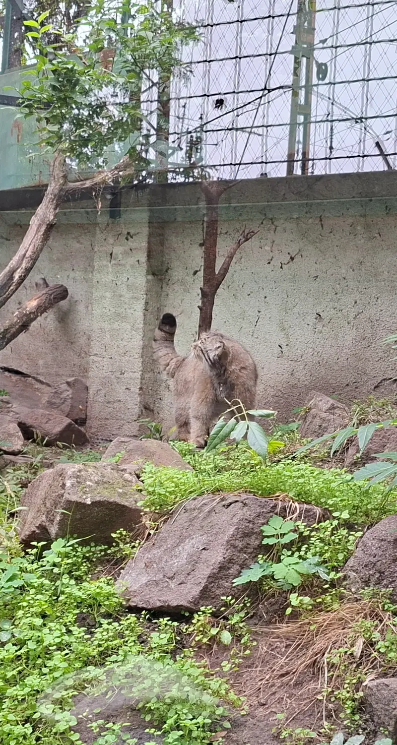 A photograph of Bohus in Budapest Zoo &amp; Botanical Garden